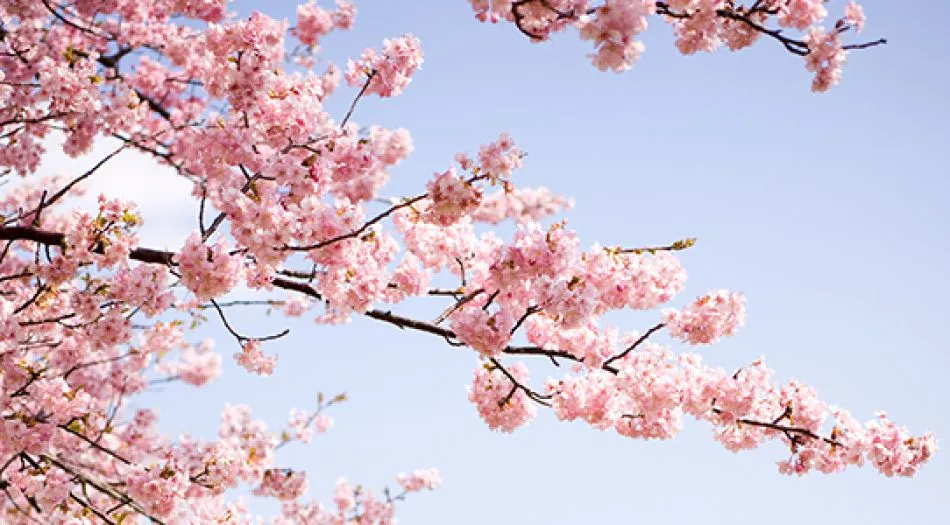 Tokyo Hakone Izu Cherry Blossom Tour