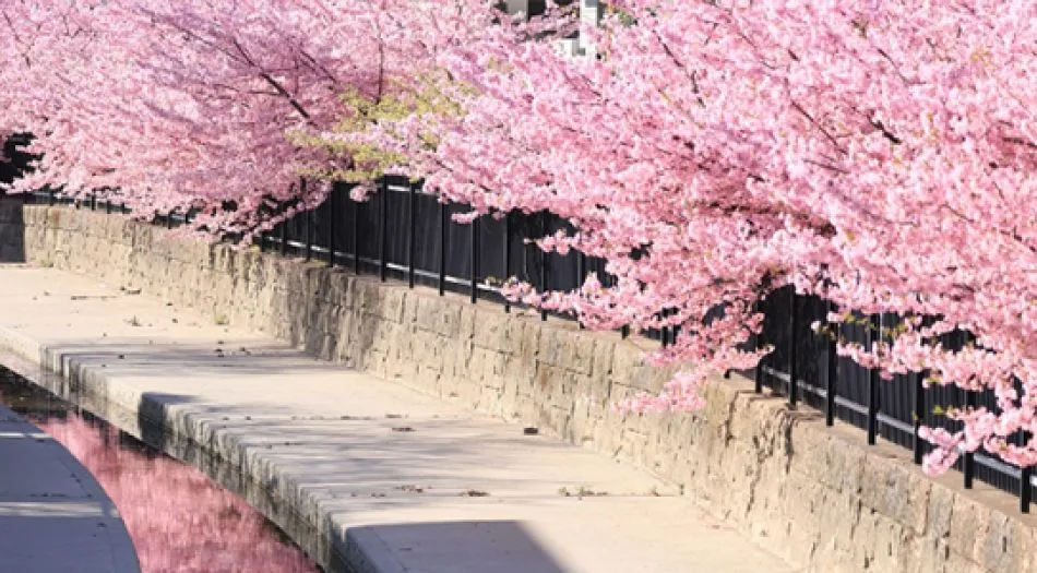Kyoto Cherry Blossom Tour
